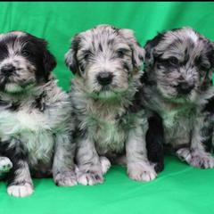 Bergamasco Sheepdog Puppies from Spellbound Bergamascos