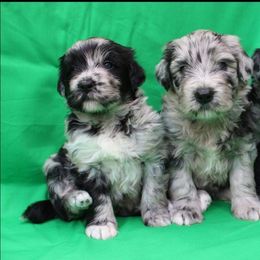 Bergamasco Sheepdog Puppies from Spellbound Bergamascos