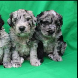 Bergamasco Sheepdog Puppies from Spellbound Bergamascos