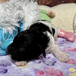 Abstract girl - Black and white female Bernedoodle puppy in Blue Springs, Missouri from Jeanie’s Doodles