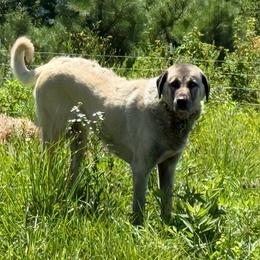 Zahrah - Kangal
