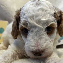 Bernedoodles, Cavapoos, Goldendoodles, Poodles, and Sheepadoodles from Sunflower Doodles