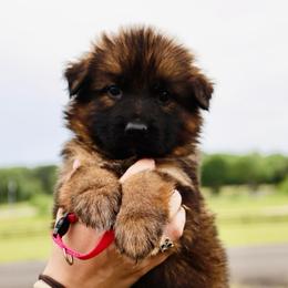 Kurlie - Sable female German Shepherd puppy in Canton, Texas from WILDWOOD GERMAN SHEPHERDS