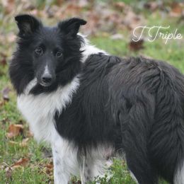 Izzy - Shetland Sheepdog