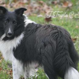 Izzy - Shetland Sheepdog