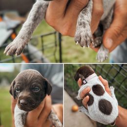 Lilac Female - Liver and white female German Shorthaired Pointer puppy in Osakis, Minnesota from The W5 Ranch