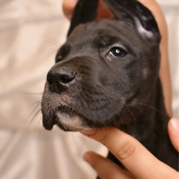 Sausage - Black male Great Dane puppy in Salem, Oregon from Gigantes de Cervantes