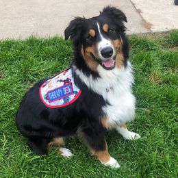 Australian Shepherds from Fosterwood Farm