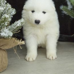 Samoyed Puppies from Desert Snow Samoyeds