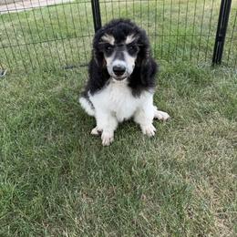 Renny - Phantom male Poodle puppy in Kenyon, Minnesota from Country Breeze Poodles