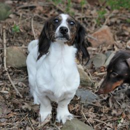 Dachshunds from Beaks and Barks, LLC