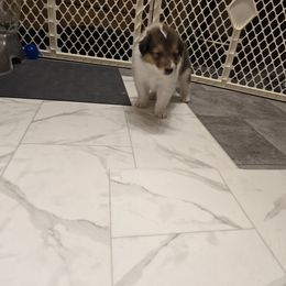 Collie Puppies from Rimma Collies