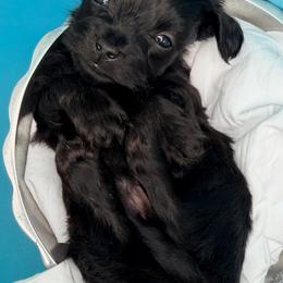 Shadow - Black male Yorkipoo puppy in Cameron, South Carolina from Sassy Sailor & Company