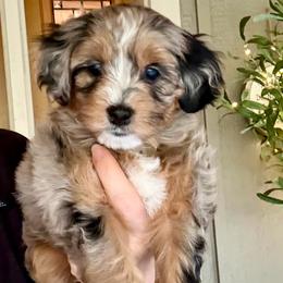 Morgan - Merle female Sheepadoodle puppy in Roseburg, Oregon from Sharon’s Sheepadoodle’s