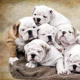 Bulldogs from englishbulldogsOK!