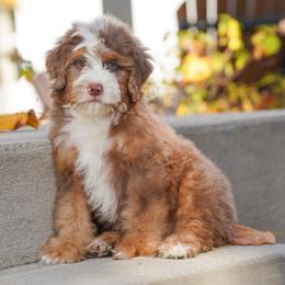Roper - Red male Bernedoodle puppy in Dundee, Ohio from Down Home Doodle