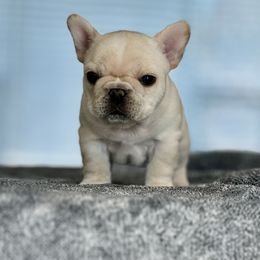 French Bulldog Puppies from Frenchie Authority