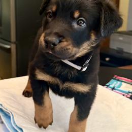 Grey Collar - Black and tan male Beauceron puppy in Sterling, Illinois from Beaucerons of Tempete De Hope