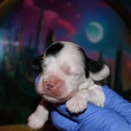 Pfannee - Black and white male Cocker Spaniel puppy in Hickory, North Carolina from Home Grown Cocker Spaniels