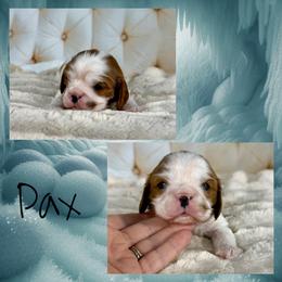 Pax - Blenheim male Cavalier King Charles Spaniel puppy in De Pere, Wisconsin from Rose Garden Kennels