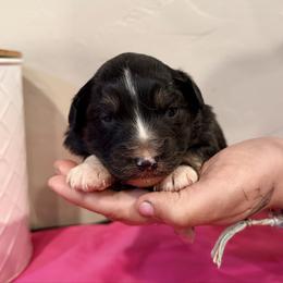 Natty - Black tri female Miniature Australian Shepherd puppy in North Lakeport, California from Wild Rose Ranch