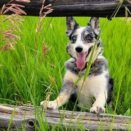 Border Collies from Pinpoint Border Collies