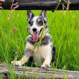 Border Collies from Pinpoint Border Collies