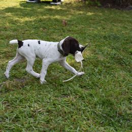 German Shorthaired Pointer, Miniature American Shepherd, Miniature Australian Shepherd, and Toy Australian Shepherd Puppies from Foxtail Hollow