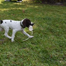 German Shorthaired Pointer, Miniature American Shepherd, Miniature Australian Shepherd, and Toy Australian Shepherd Puppies from Foxtail Hollow