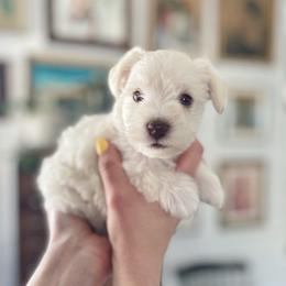Nilla - White female Miniature Schnauzer puppy in South Jordan, Utah from Kelli Palmer