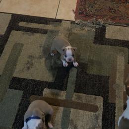 Grace (salmon collar) - Lilac female Boston Terrier puppy in Red Rock, Arizona from Knucklez Kids