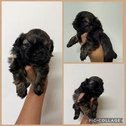 Bowen - Sable male Shih Tzu puppy in Bastrop, Louisiana from Happy Scout's Shih Tzu's