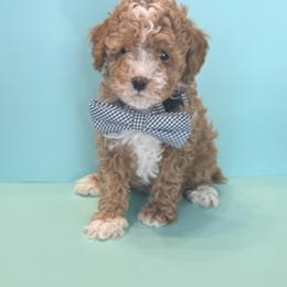 Rocky - Apricot male Poodle puppy in Lakeland, Florida from Blessed Beginnings Puppies