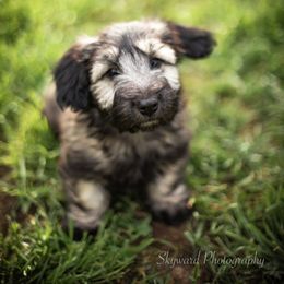 Border Collie and Skye Terrier Puppies from Skyward Farms
