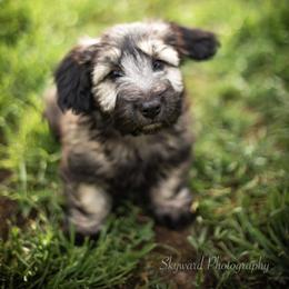 Border Collie and Skye Terrier Puppies from Skyward Farms