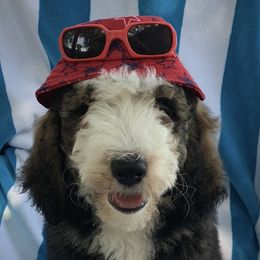 Olivia - Tri-color Bernedoodle puppy in Beaumont, Texas from Bluemoon Bernedoodles
