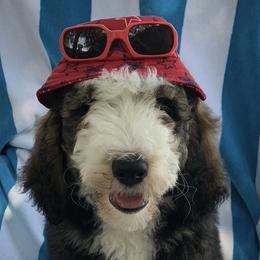 Olivia - Tri-color Bernedoodle puppy in Beaumont, Texas from Bluemoon Bernedoodles