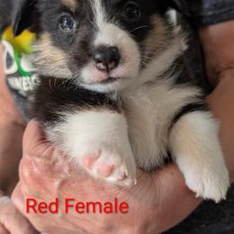 Girl 5 Red Collar - Black and tan female Pembroke Welsh Corgi puppy in Alexandria, Minnesota from Tammy Gorham Corgis