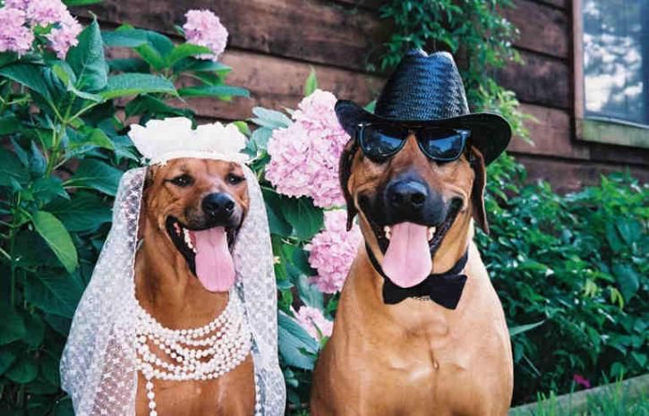 mardi gras rhodesian ridgebacks