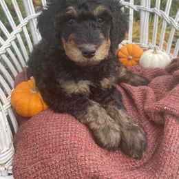 Poodle Puppies from Wilks Pups