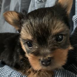 Boy 1 - Black and tan male Yorkshire Terrier puppy in Willow Grove, Pennsylvania from Willow Grove Yorkie