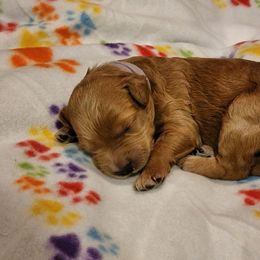 Goldendoodle Puppies from Lauralyn's Goldendoodles