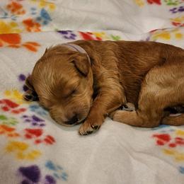 Goldendoodle Puppies from Lauralyn's Goldendoodles