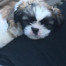 Shih Tzu Puppies from Sugar Paws Heavenly Shih Tzu’s