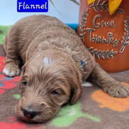 Flannel - Apricot male Goldendoodle puppy in Neillsville, Wisconsin from Granton Creek