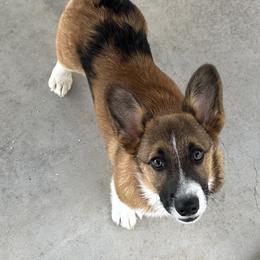 Boy 5 - Sable male Pembroke Welsh Corgi puppy in Surprise, Arizona from Ruff and Rowdy Corgis
