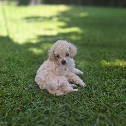 Pink Girl - White female Poodle puppy in Kailua Kona, Hawaii from Orchid Isle Toy Poodles