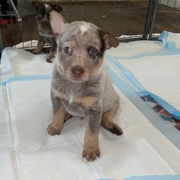 Australian Cattle Dog Puppies from Rising J Cattle Dogs
