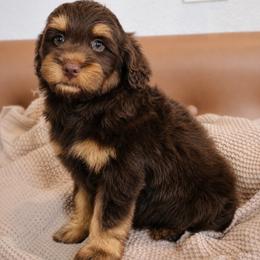 Fudgemallow - Tri-color male Bernedoodle puppy in Ohio from Moore Doodles