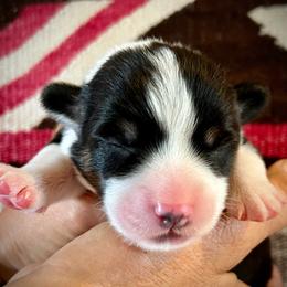 Bashful - Black and tan male American Corgi puppy in Tome, New Mexico from Blue Diamond Welsh corgis